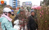 Đào Nhật Tân nở sớm, tràn ngập chợ hoa Quảng Bá